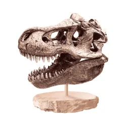 Arqueojugando Craneo Del Gran T-Rex